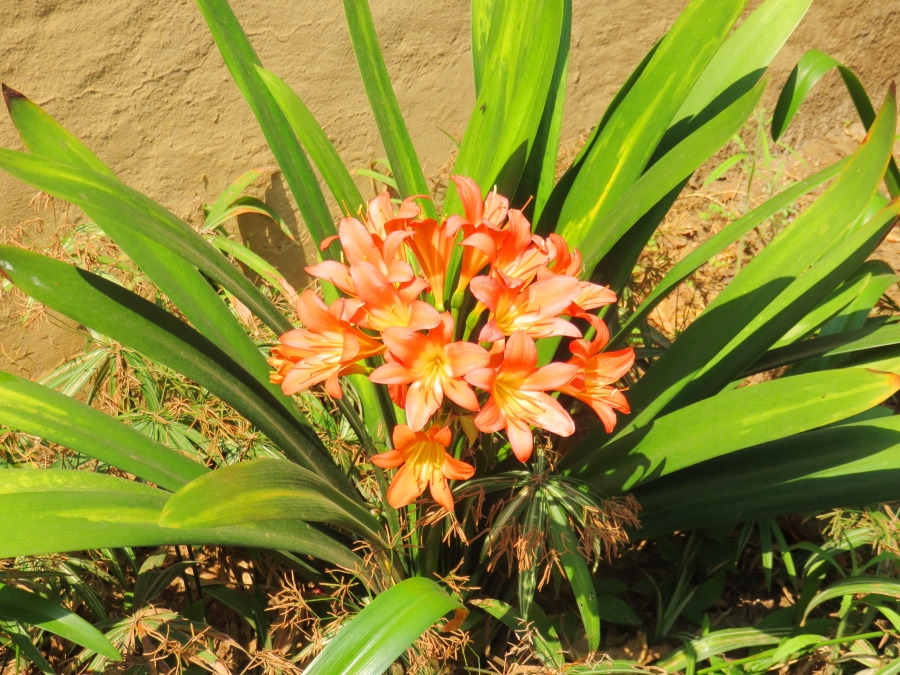 To Let 2 Bedroom Property for Rent in Deneysville Free State